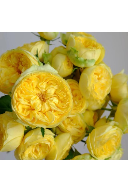 Махровий бутон троянди Каталіна